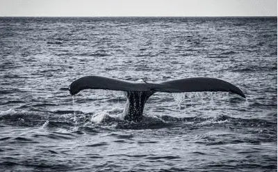 Japan leaves the IWC - What does this mean for the whales? - BOARDSOX®